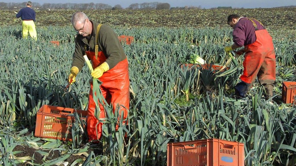 Pickingleeksfarmworkersfieldvegetablesfieldwork Main