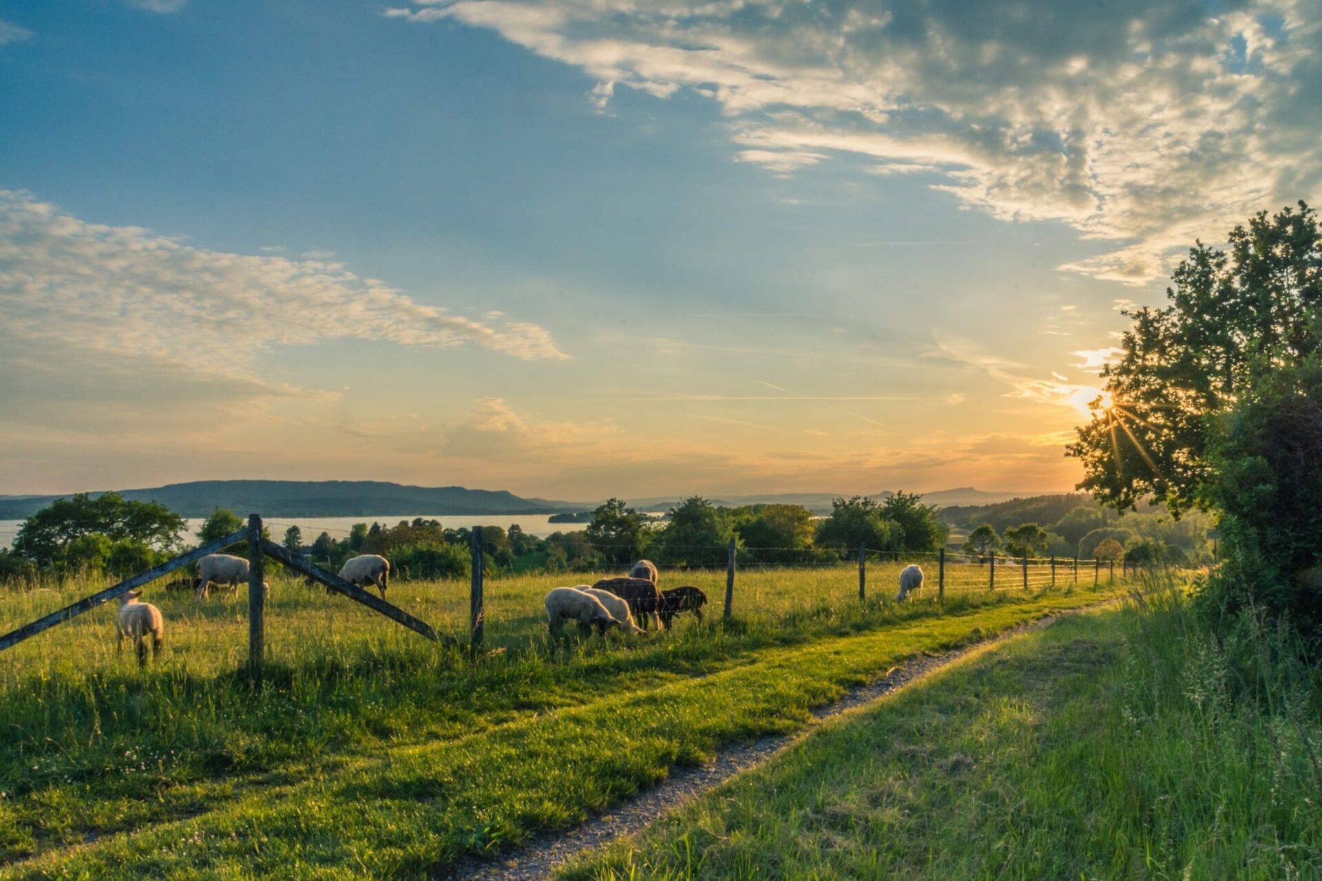 Countryside Cropland Dawn 158179